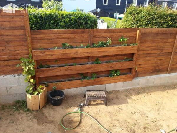 Palisade Wall With Strawberries / Palissade Avec Mur De Fraisiers Pallet Fences Palisade Wall With Strawberries / Palissade Avec Mur De Fraisiers Pallet Fences