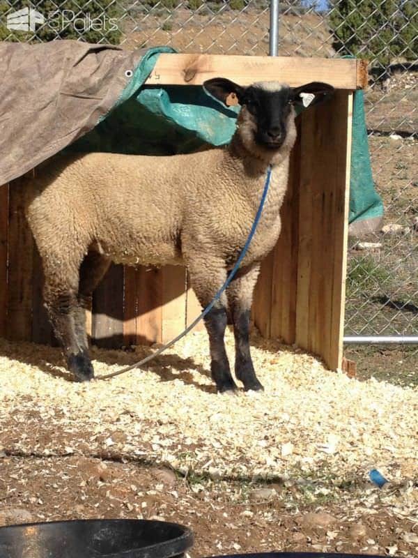 Animal Pallet Shelter Animal Pallet Houses & Pallet Supplies Animal Pallet Shelter Animal Pallet Houses & Pallet Supplies