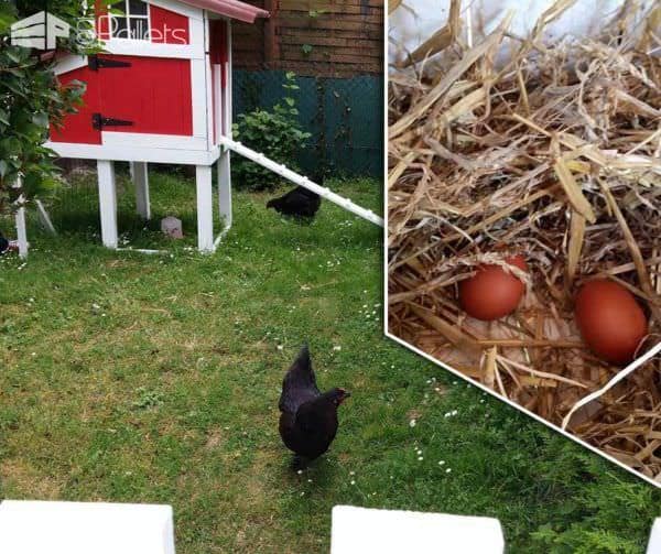 Red Pallet Chicken Coop Animal Pallet Houses & Pallet Supplies Red Pallet Chicken Coop Animal Pallet Houses & Pallet Supplies