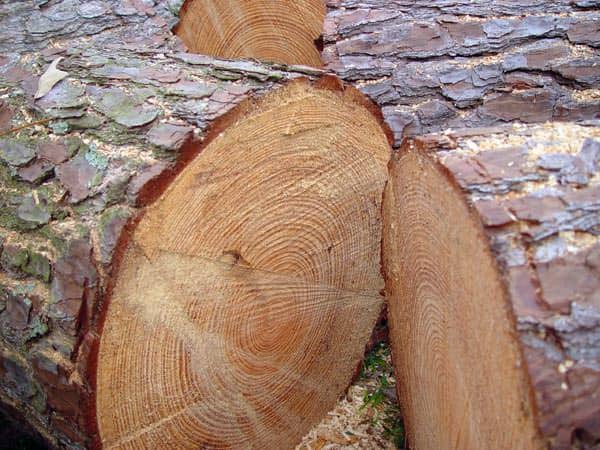 Learn How to Identify the Different Types of Pallet Wood!