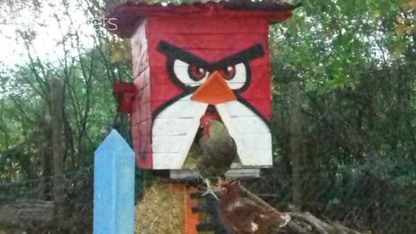 Terrific Angry Bird Chicken Coop/Poulailler Anti Renard Angry Birds Animal Pallet Houses & Pallet Supplies 