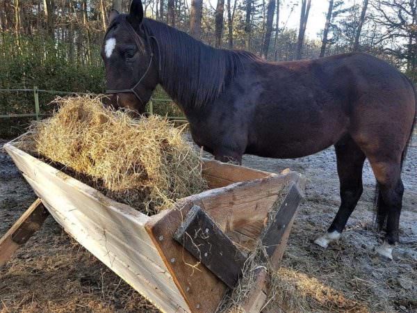 Pallet Hay Bins – Horses Love Using Them Animal Pallet Houses & Pallet Supplies 