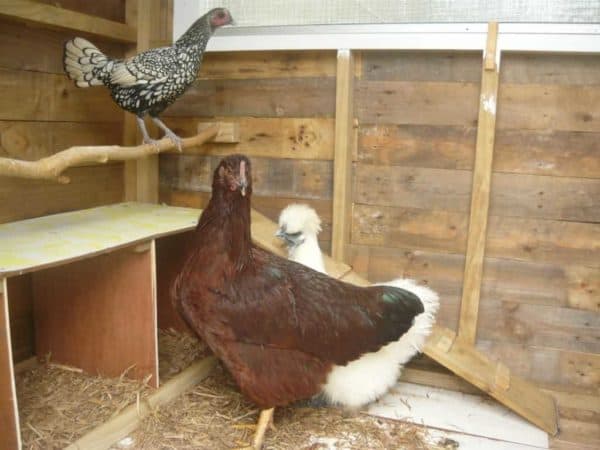 Our Best Pallet Chicken Coops, Hutches & Cages Animal Pallet Houses & Pallet Supplies Our Best Pallet Chicken Coops, Hutches & Cages Animal Pallet Houses & Pallet Supplies