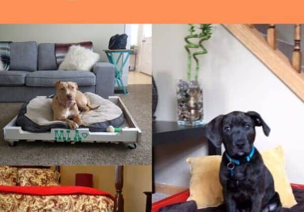 Diy Pallet Dog Bed Ideas