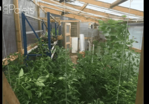 1001pallets.com-serre-greenhouse3