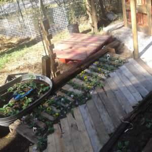 1001pallets.com-gardening-on-a-budget