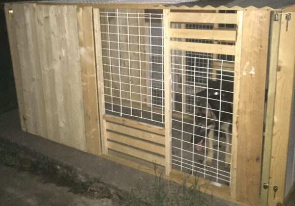1001pallets.com-custom-made-collapsible-dog-kennels
