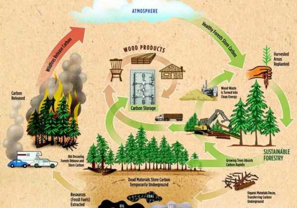 1001pallets.com-how-recycling-wood-pallets-helps-save-the-planet-02