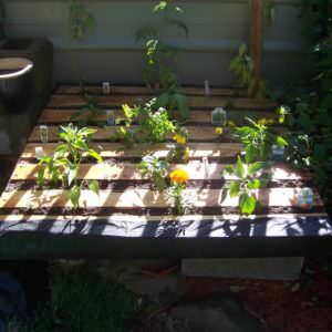 Garden-May-5-2013-2007-01-01-003