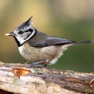 User Other Pallet Projects 